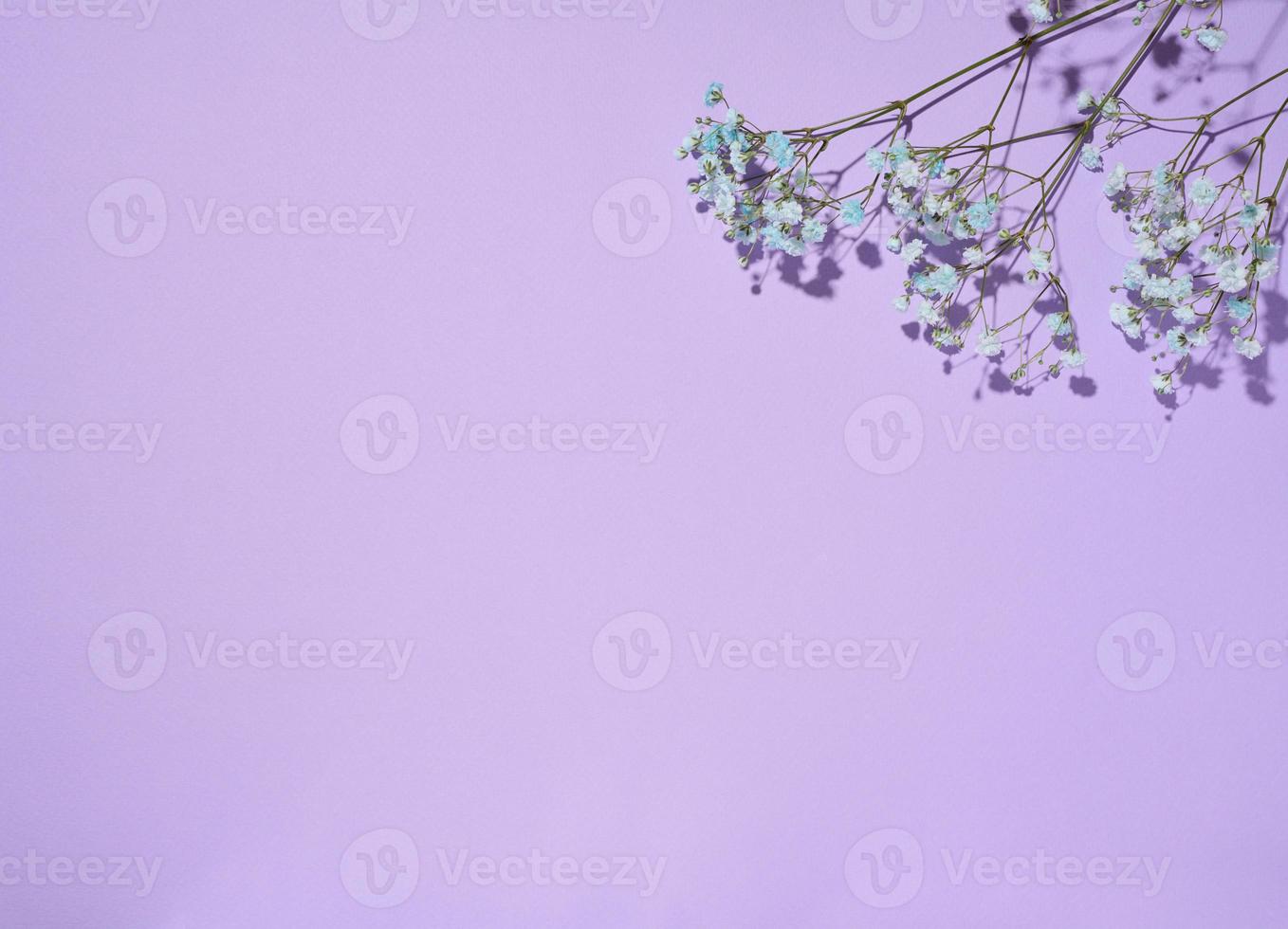 gipsofilia ramo con blu fiori su un' viola sfondo, superiore Visualizza foto