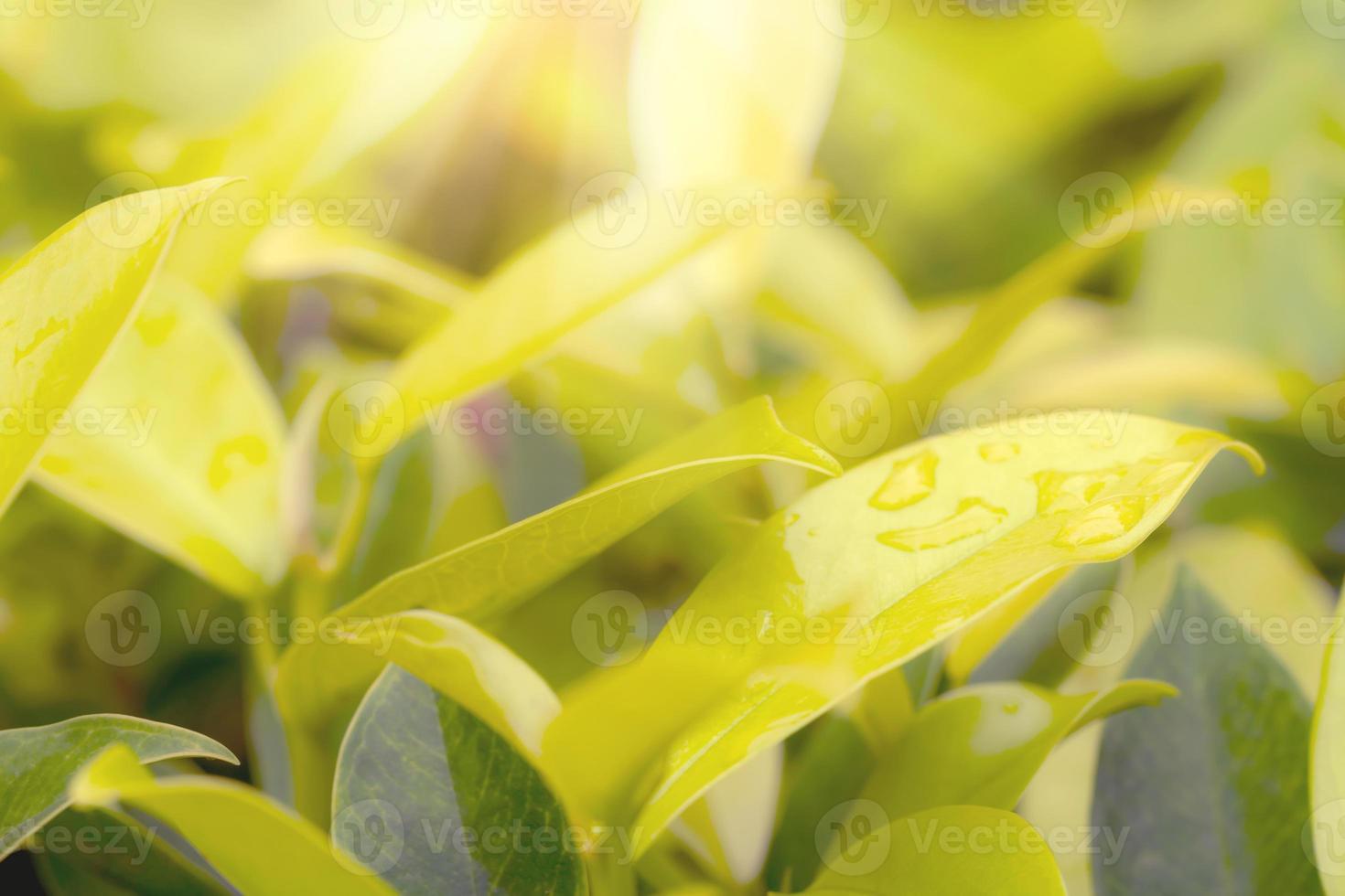 d'oro le foglie modello per estate o primavera stagione concetto, foglia sfocatura strutturato, natura sfondo foto