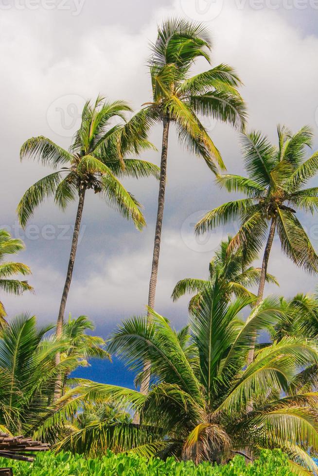 palma albero su il sabbioso spiaggia nel seyshell foto