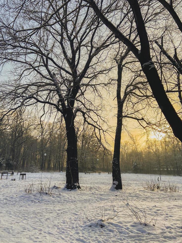 inverno tramonto nel neve coperto parco. stagione e freddo tempo metereologico concetto foto