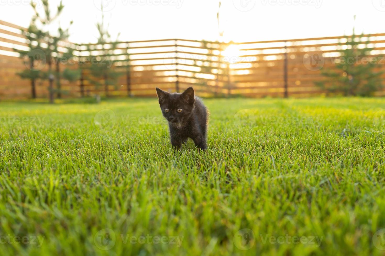 nero curiosamente gattino all'aperto nel il erba - animale domestico e domestico gatto concetto. copia spazio e posto per pubblicità foto