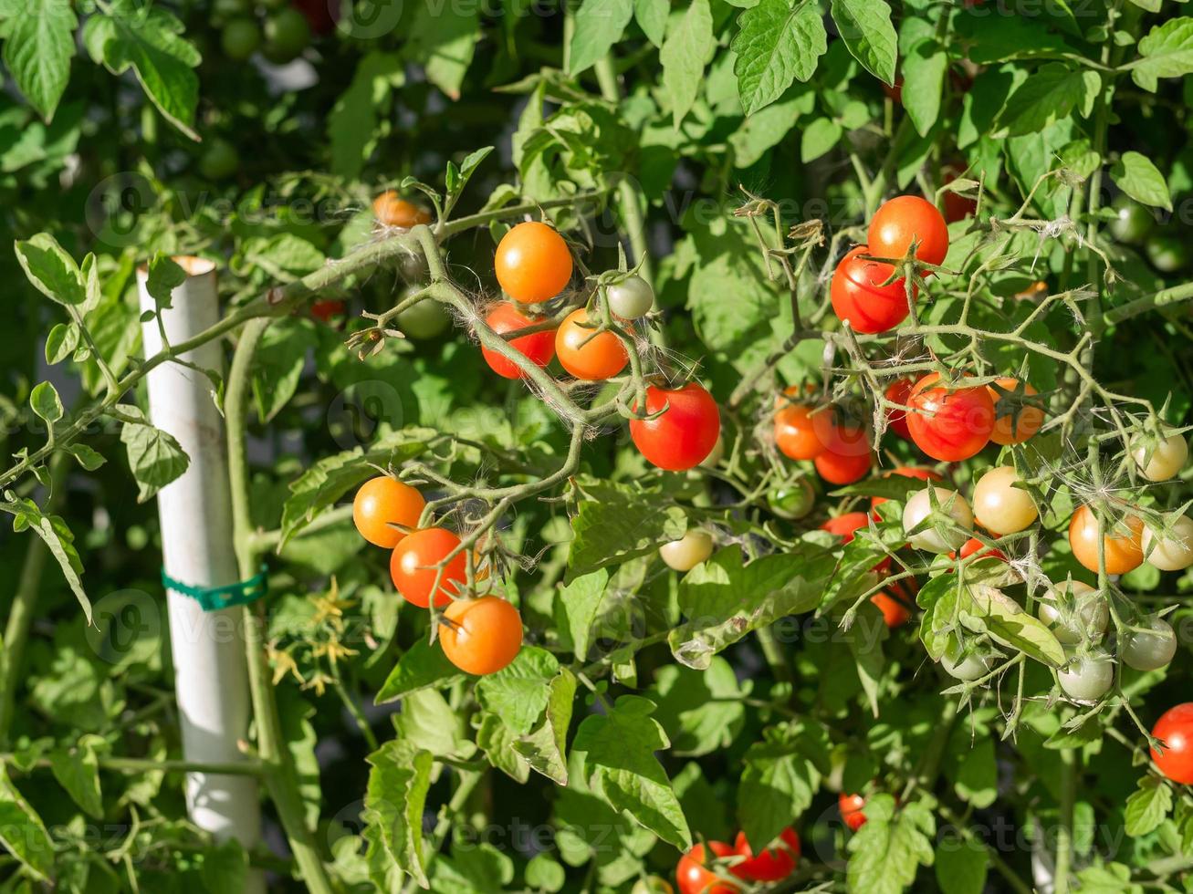 maturo pomodoro pianta in crescita. fresco mazzo di rosso naturale pomodori su un' ramo nel biologico verdura giardino. foto