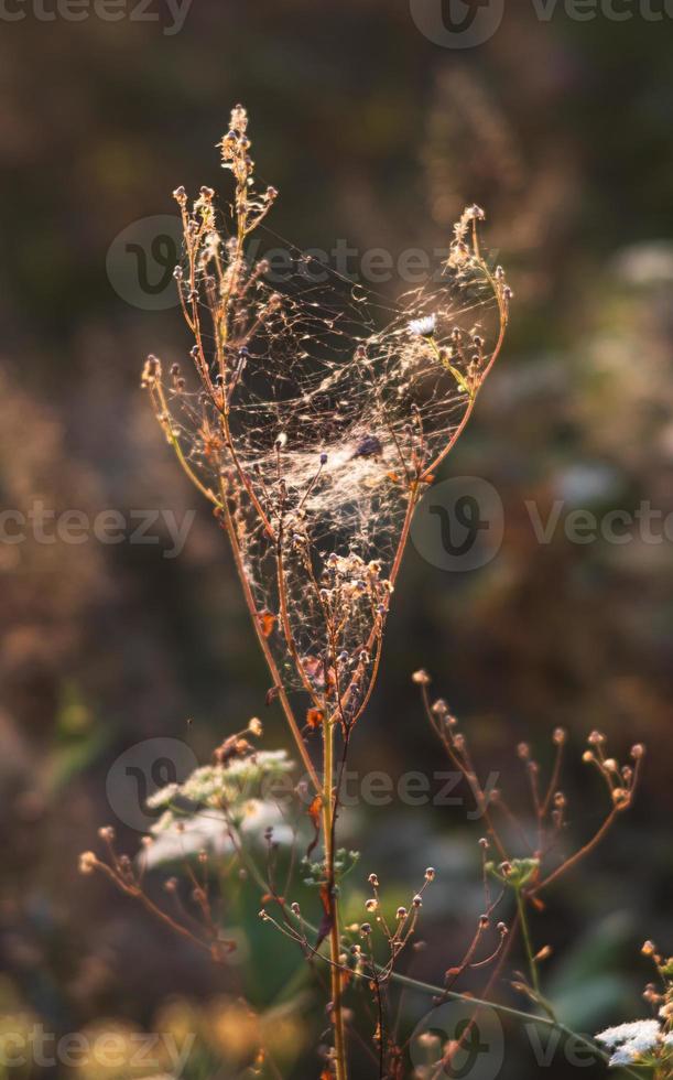 scena con selvaggio erba su un' sole leggero foto