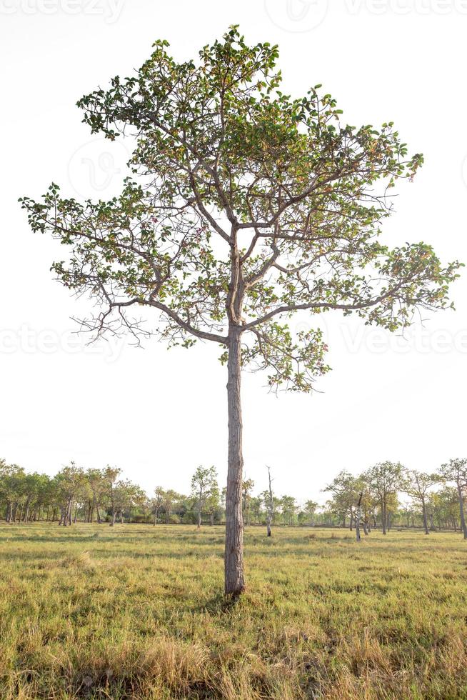 albero isolato su sfondo bianco foto