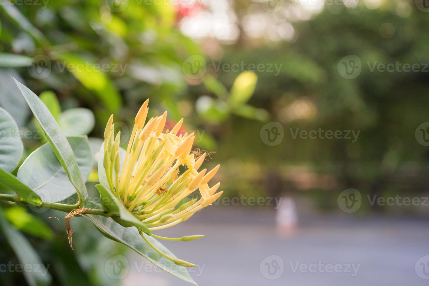 fiori chiari bokeh in natura, tono pastello foto