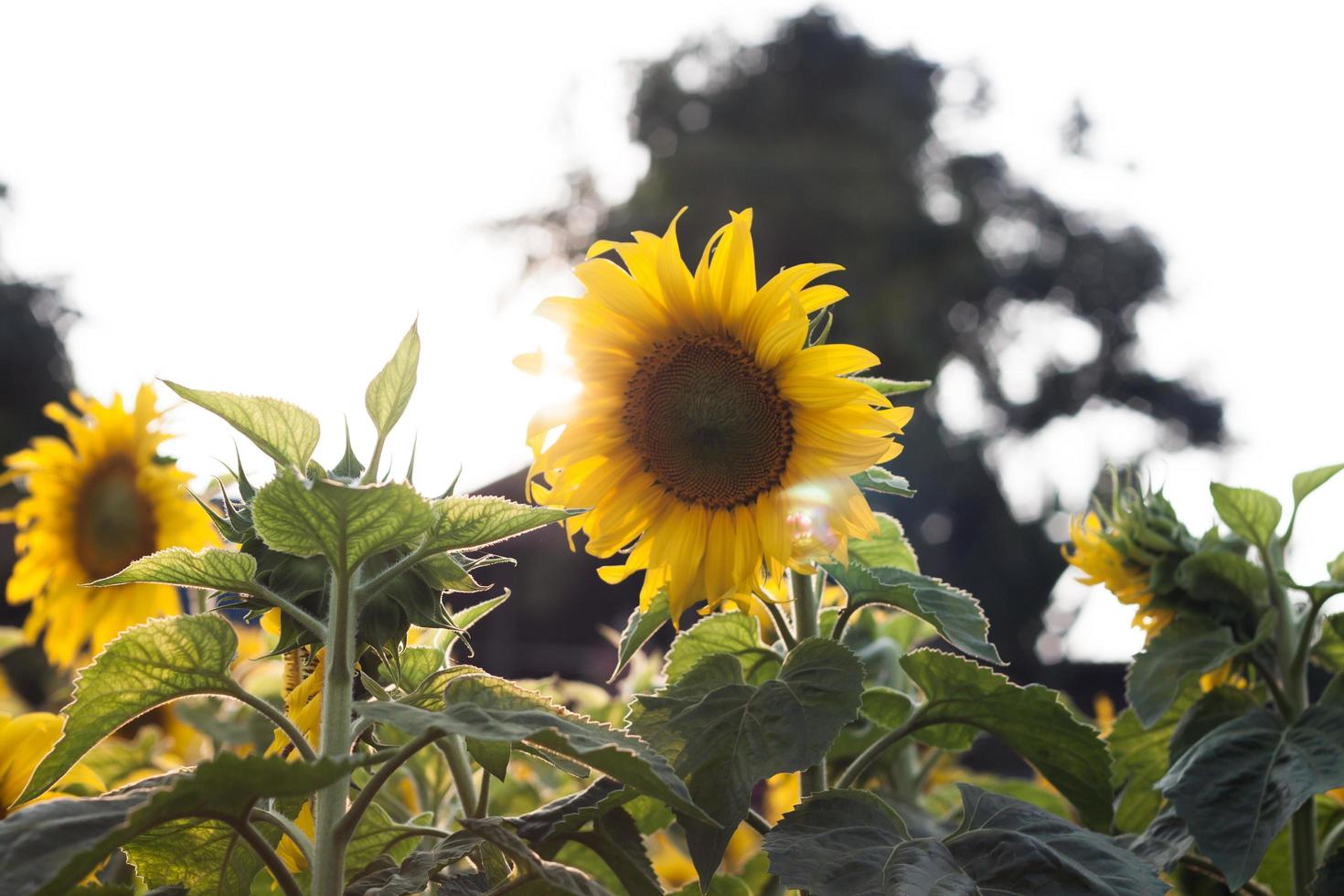 bellissimi girasoli gialli foto