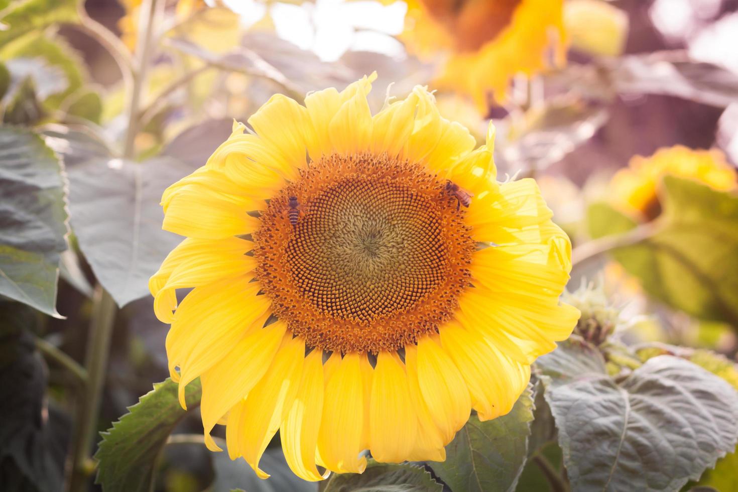 primo piano di un girasole al sole foto