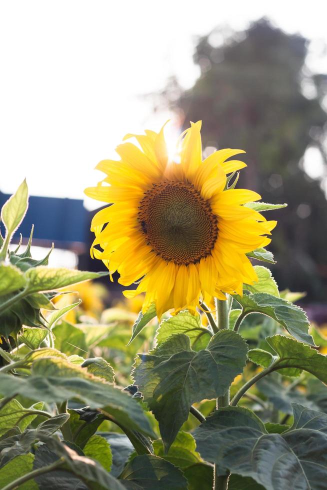 bellissimo girasole alla luce del sole foto