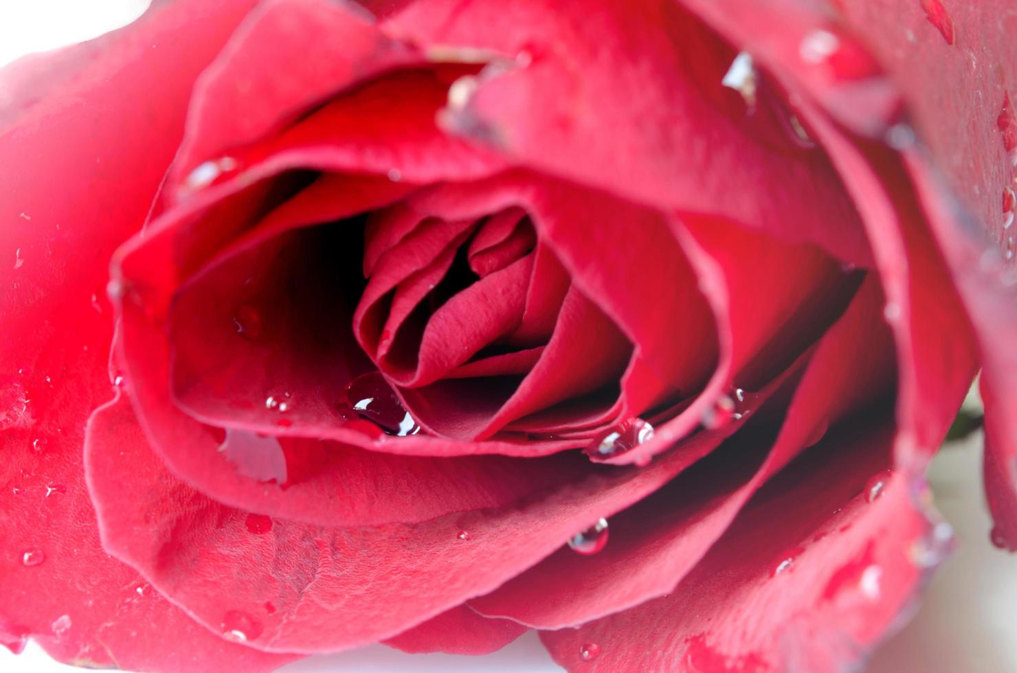 primo piano di una rosa rossa con gocce di rugiada foto