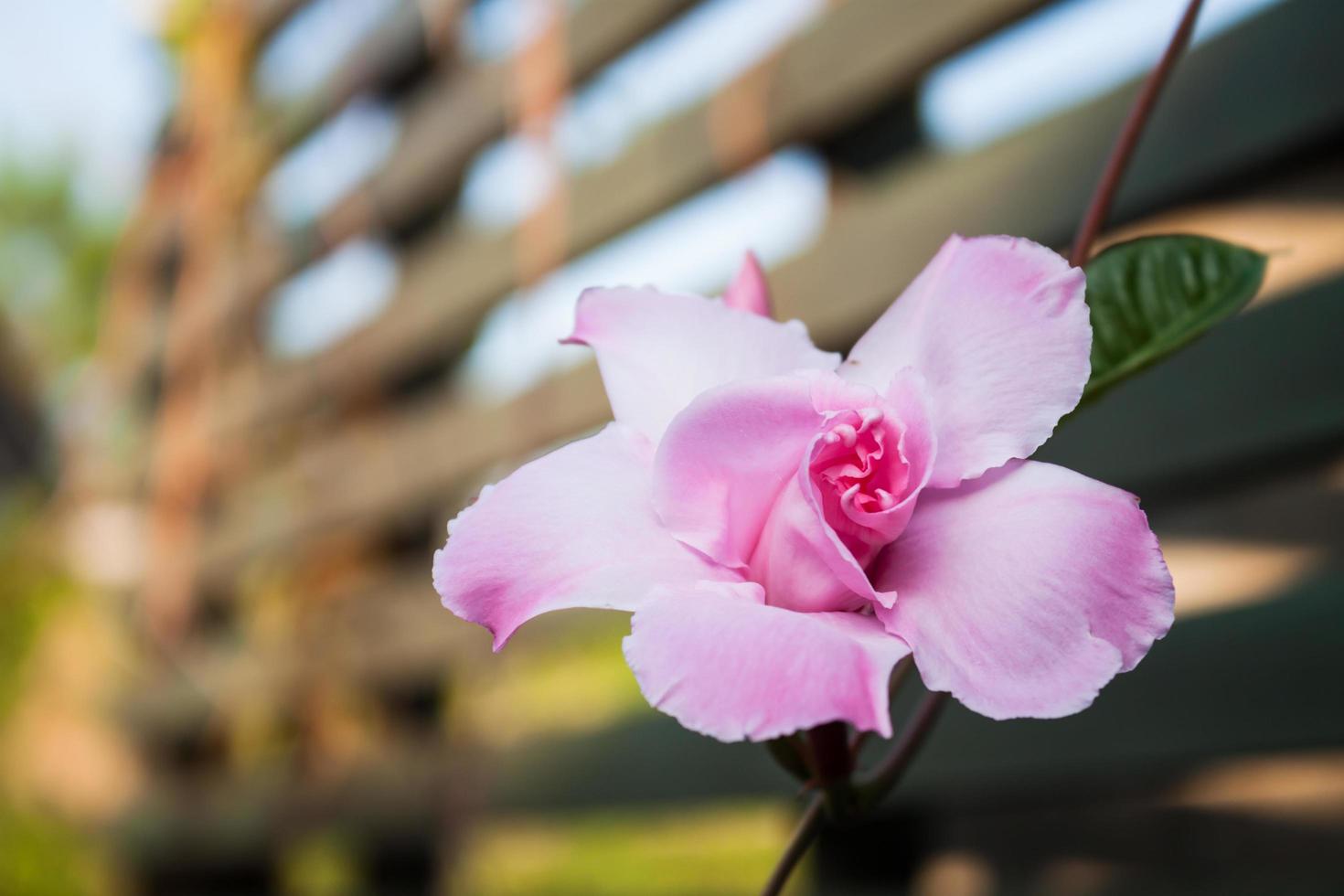 fiore rosa con petali foto