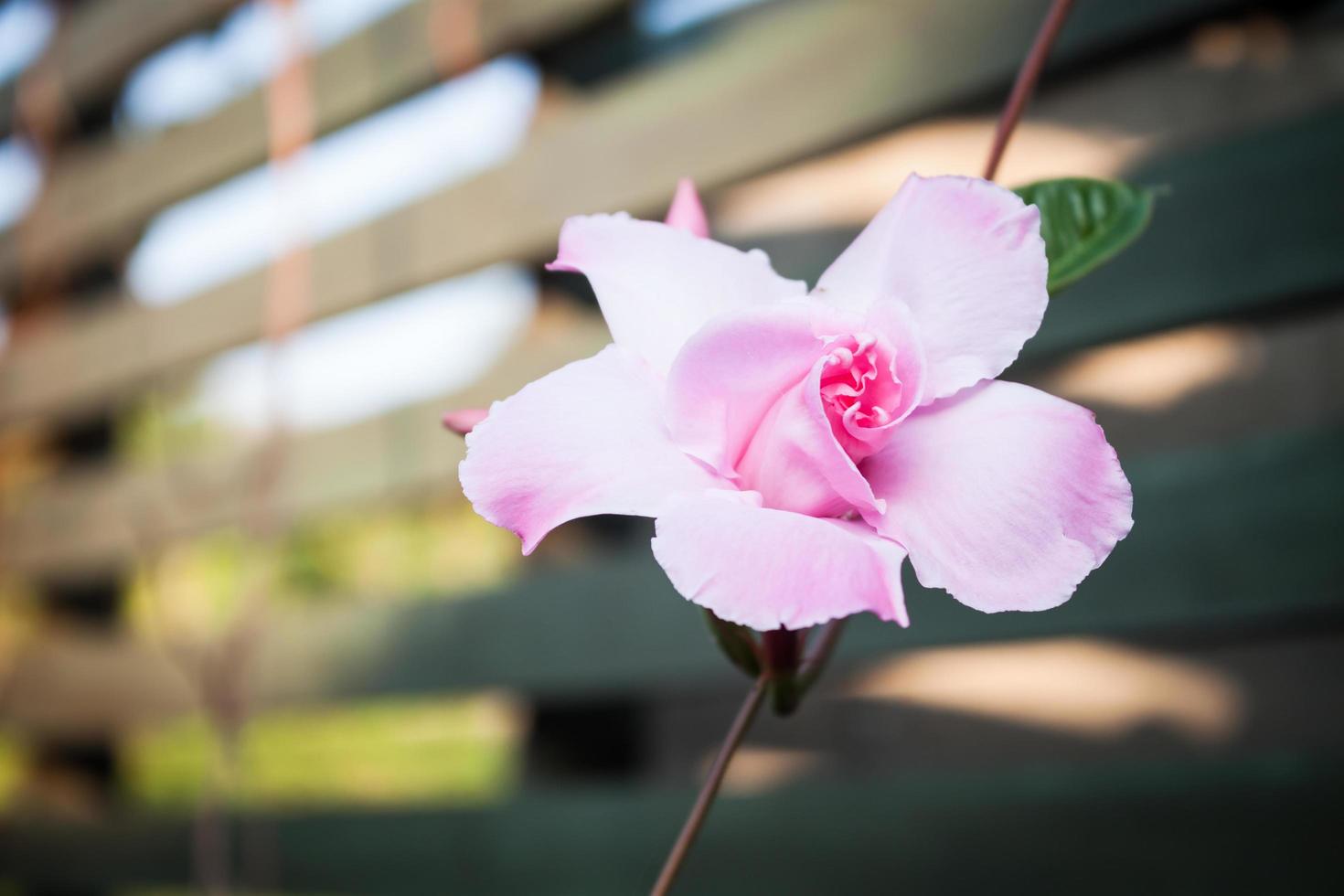 rosa rosa dipladenia foto