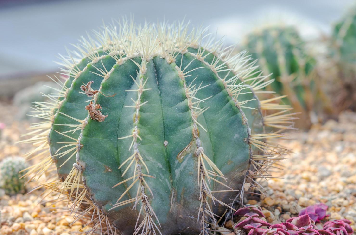 primo piano di un cactus foto