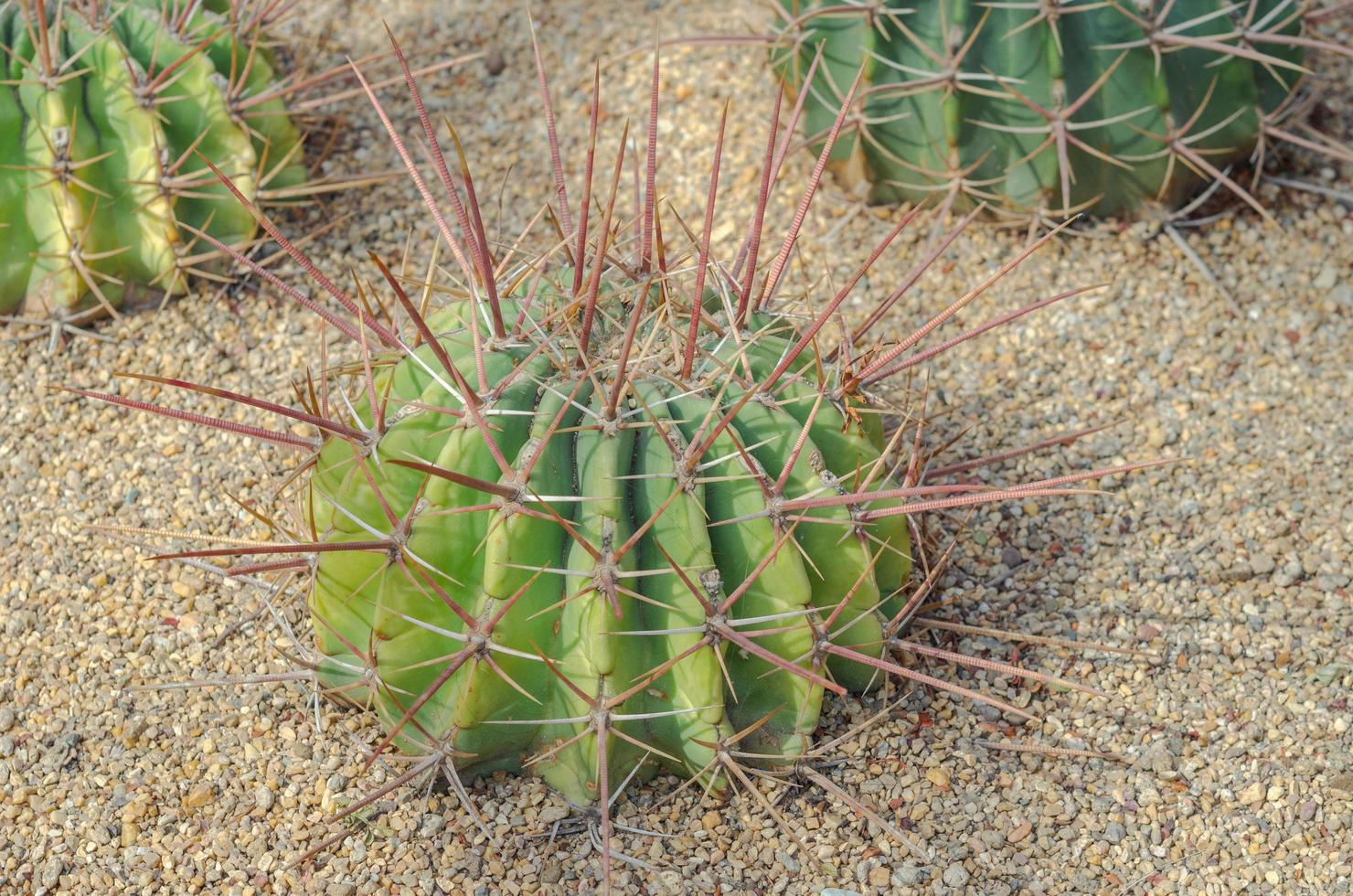 primo piano di una pianta di cactus sul terreno foto