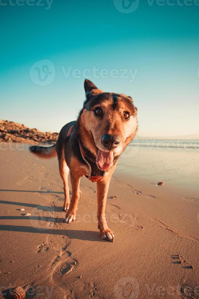 cane che dà un sorriso super alla telecamera foto