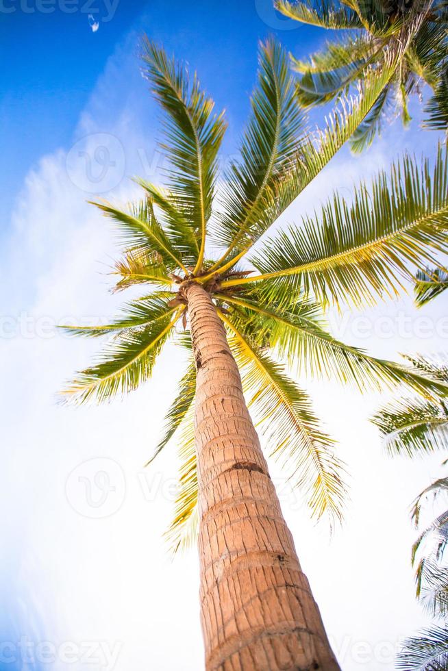 palma da cocco sulla spiaggia sabbiosa sfondo blu cielo foto