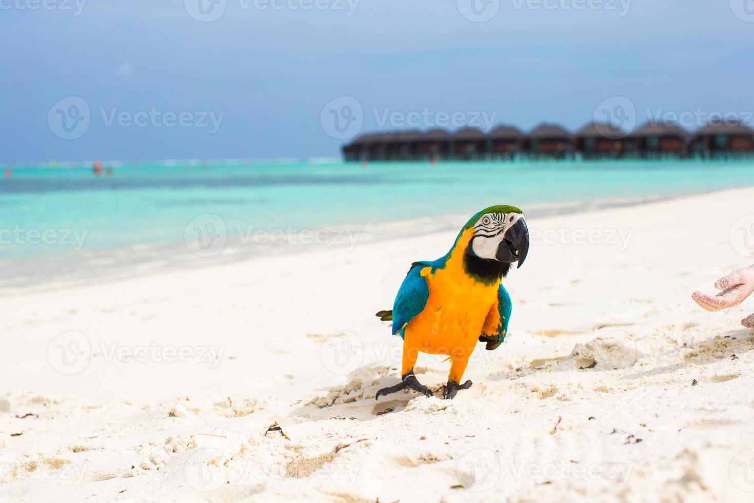 selvaggio colorato luminosa pappagallo su bianca sabbia a tropicale isola nel il indiano oceano foto