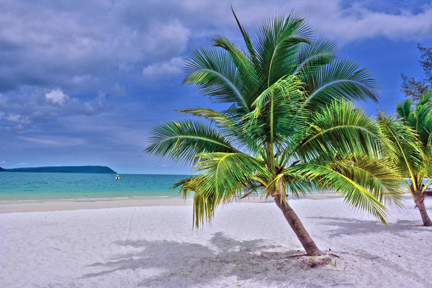 palma verde sulla spiaggia di sabbia bianca foto