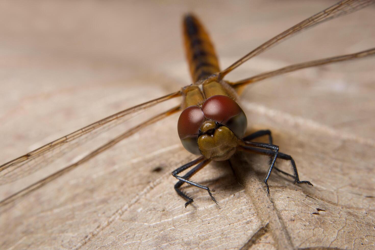 libellula su una foglia foto