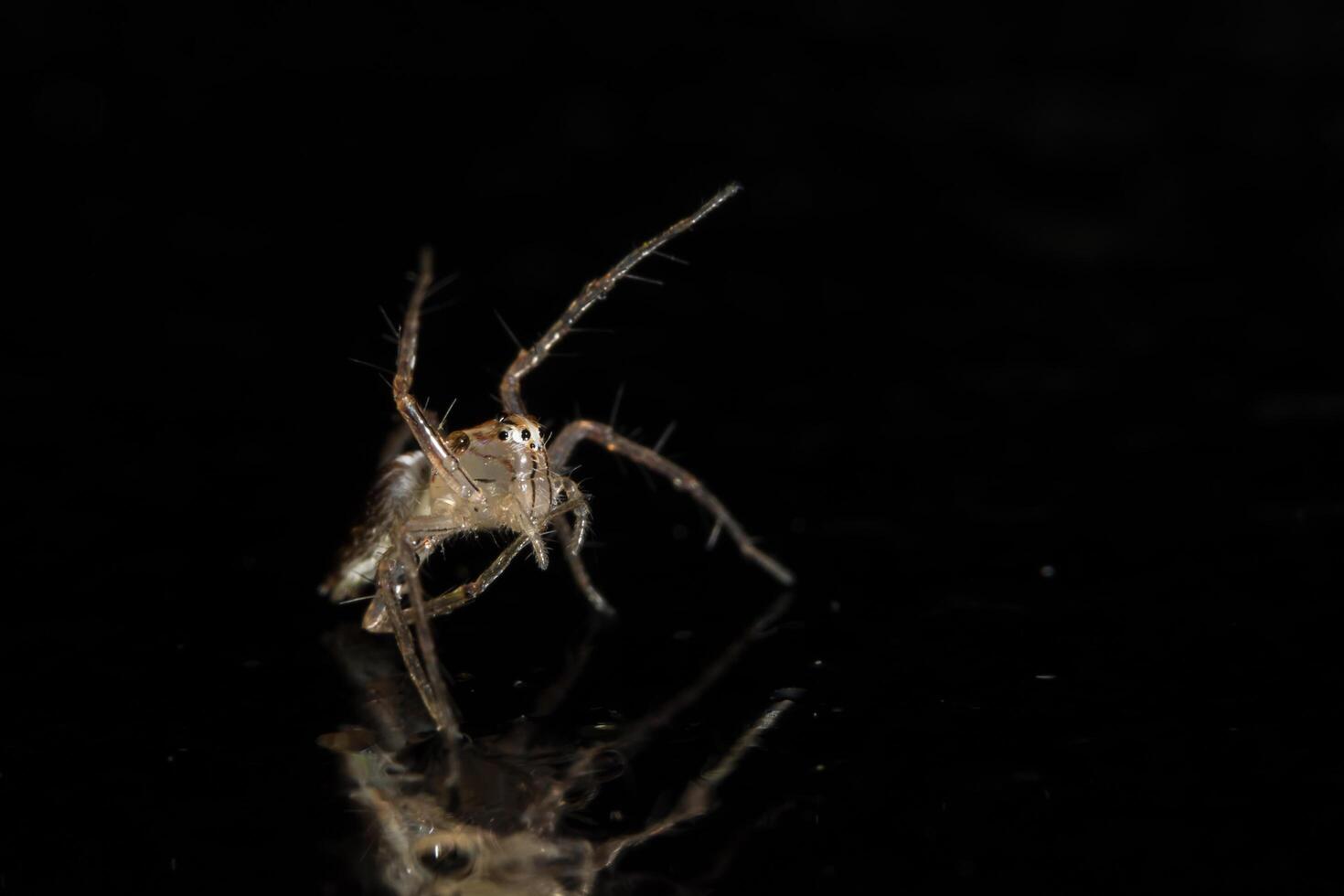 ragno sulla superficie di vetro foto