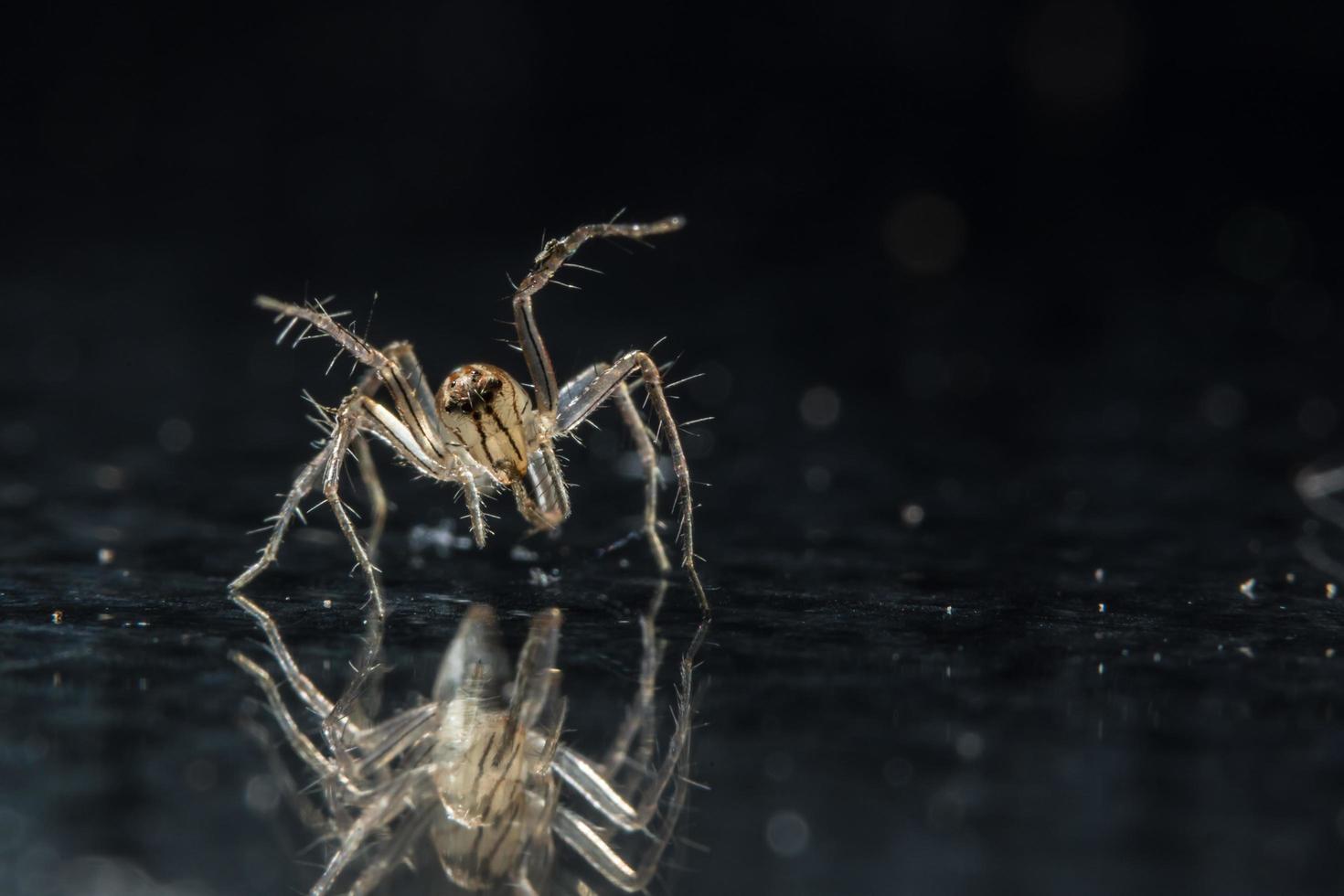 ragno sulla superficie di vetro foto