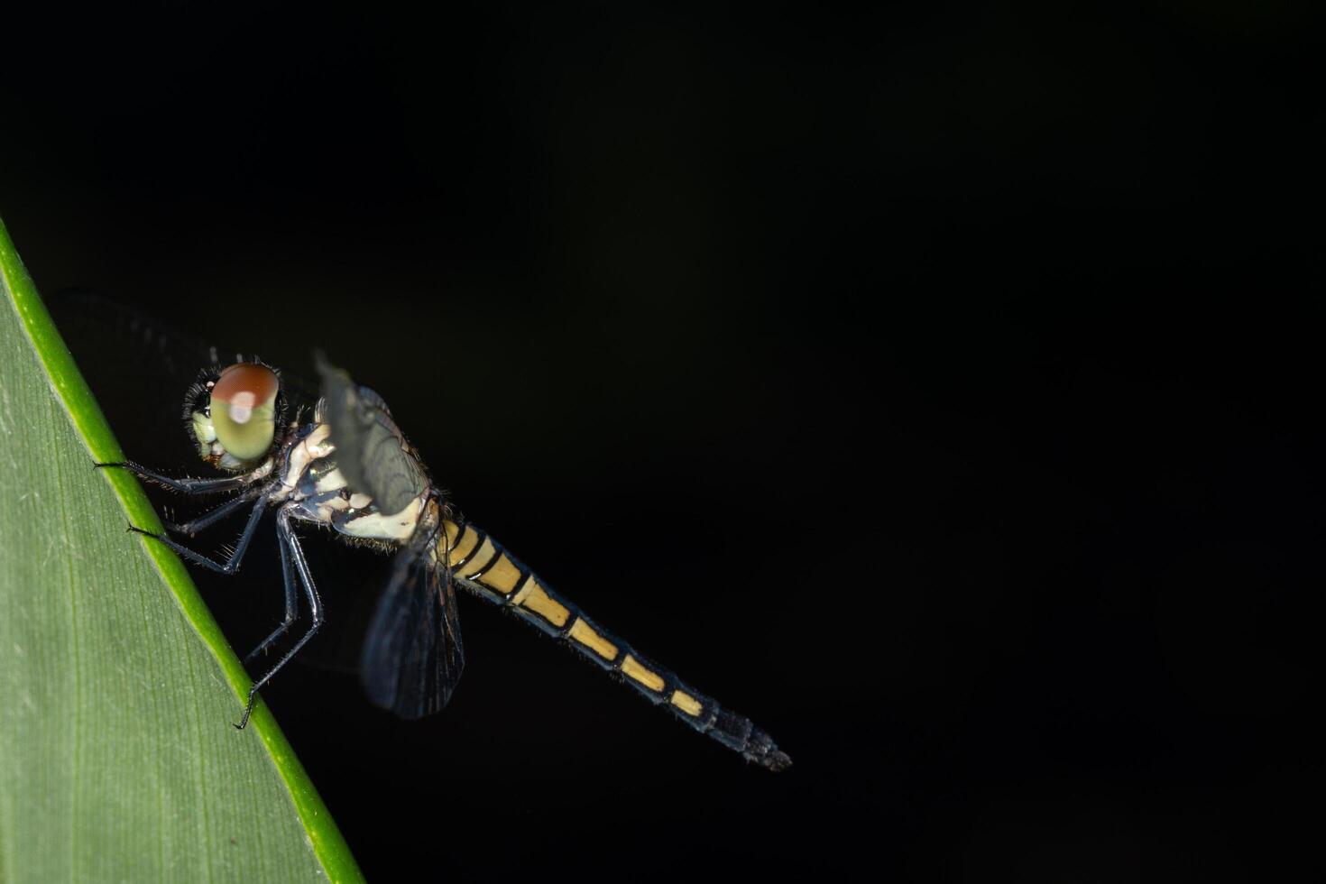 libellula su una foglia foto