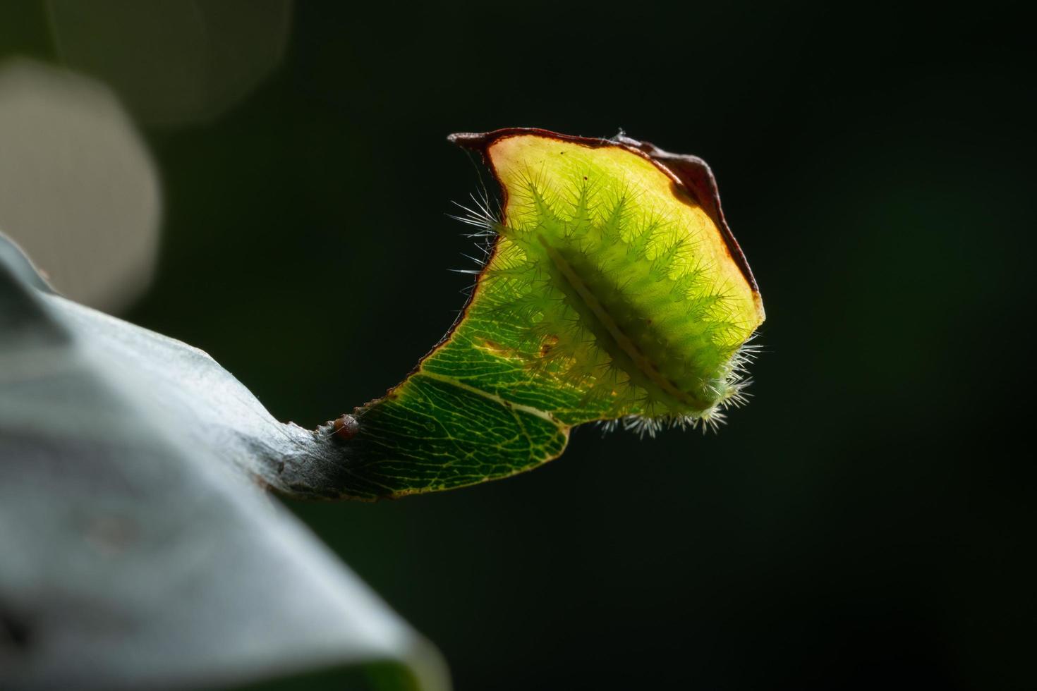 bruco su una foglia foto