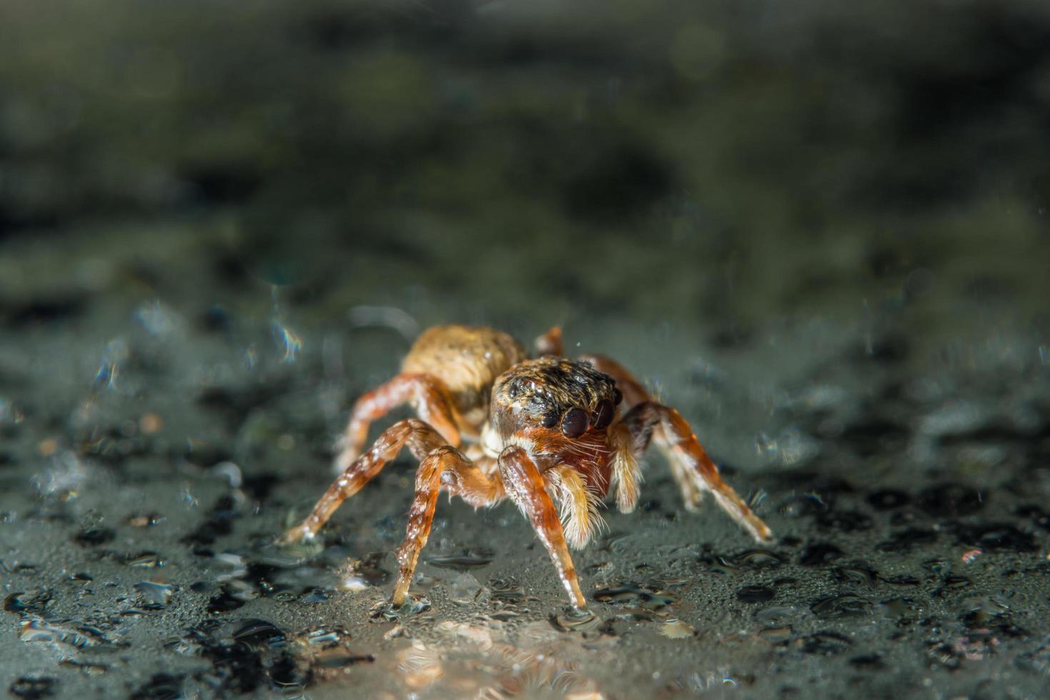 ragno sulla superficie di vetro foto