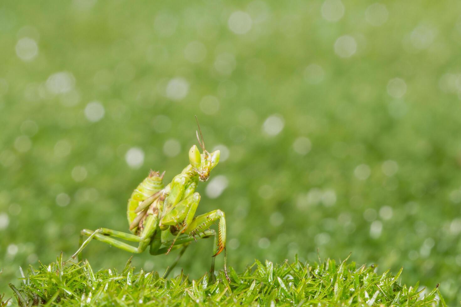 cavalletta nell'erba foto