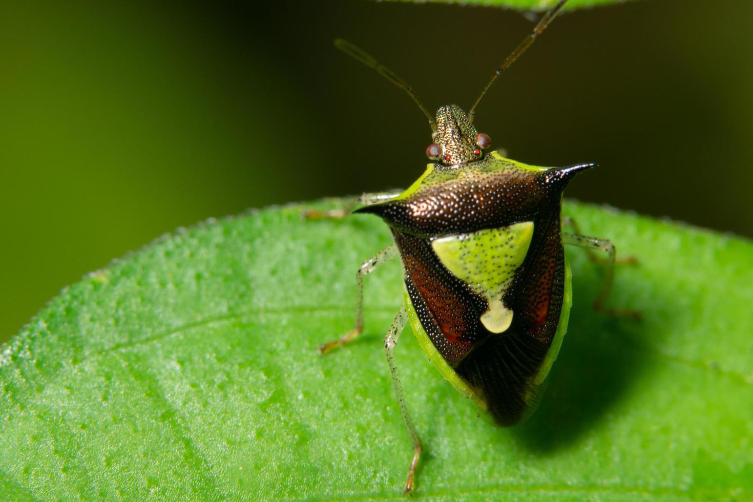 insetto su una pianta foto
