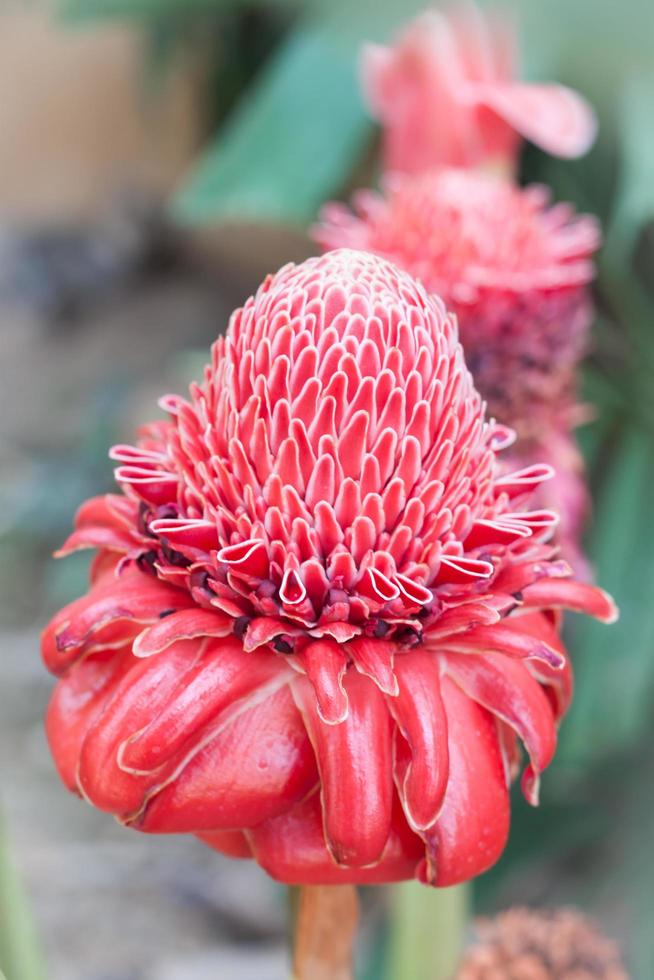 fiori rossi dello zenzero della torcia del primo piano foto