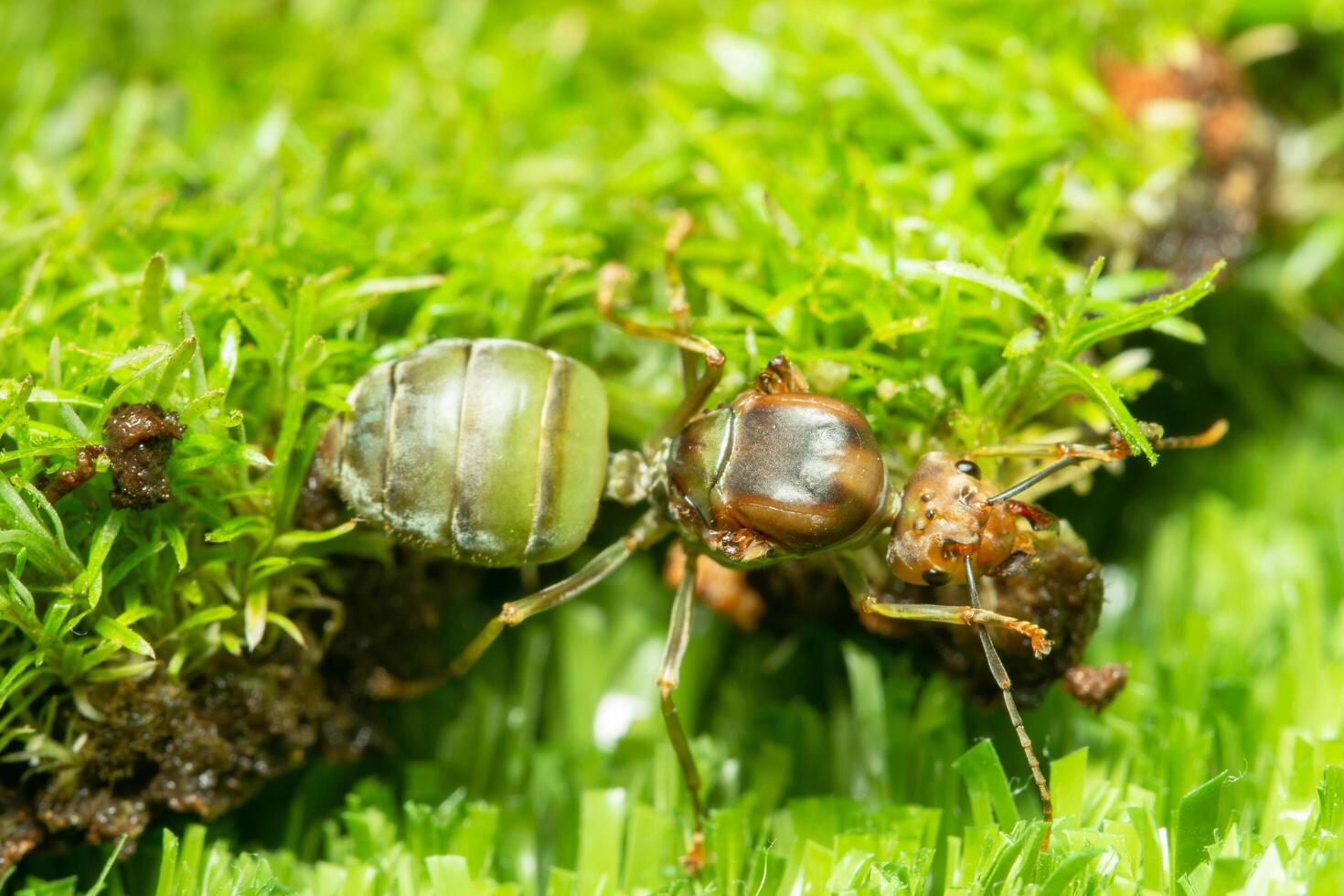 formica verde nell'erba foto