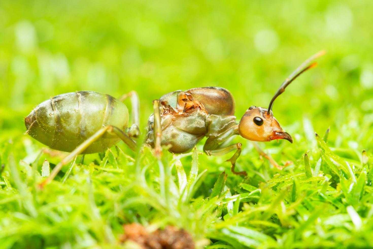 formica verde nell'erba foto