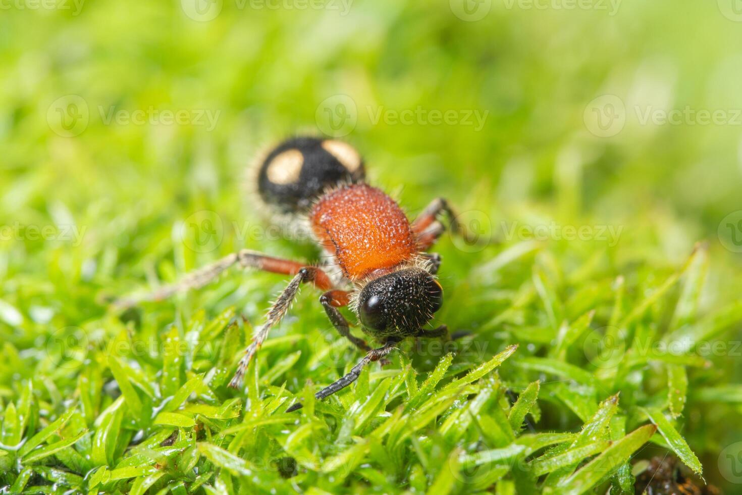 formica nell'erba foto