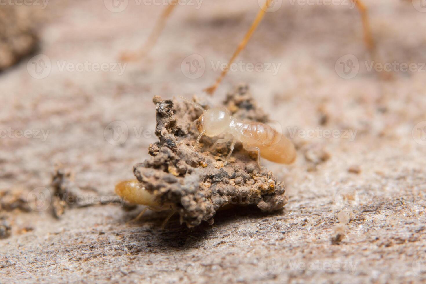 termite su legno, primo piano foto