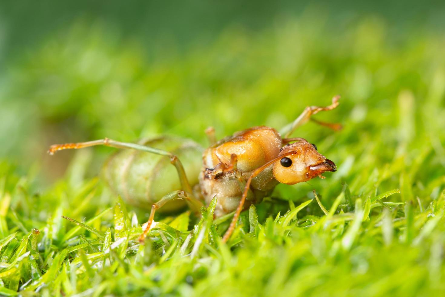 formiche macro sulle piante foto