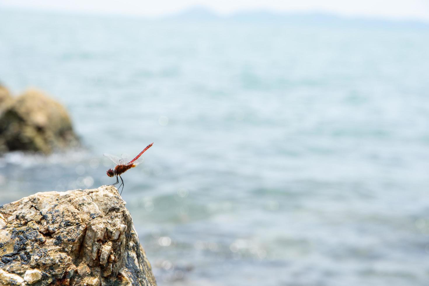 libellula su una roccia foto