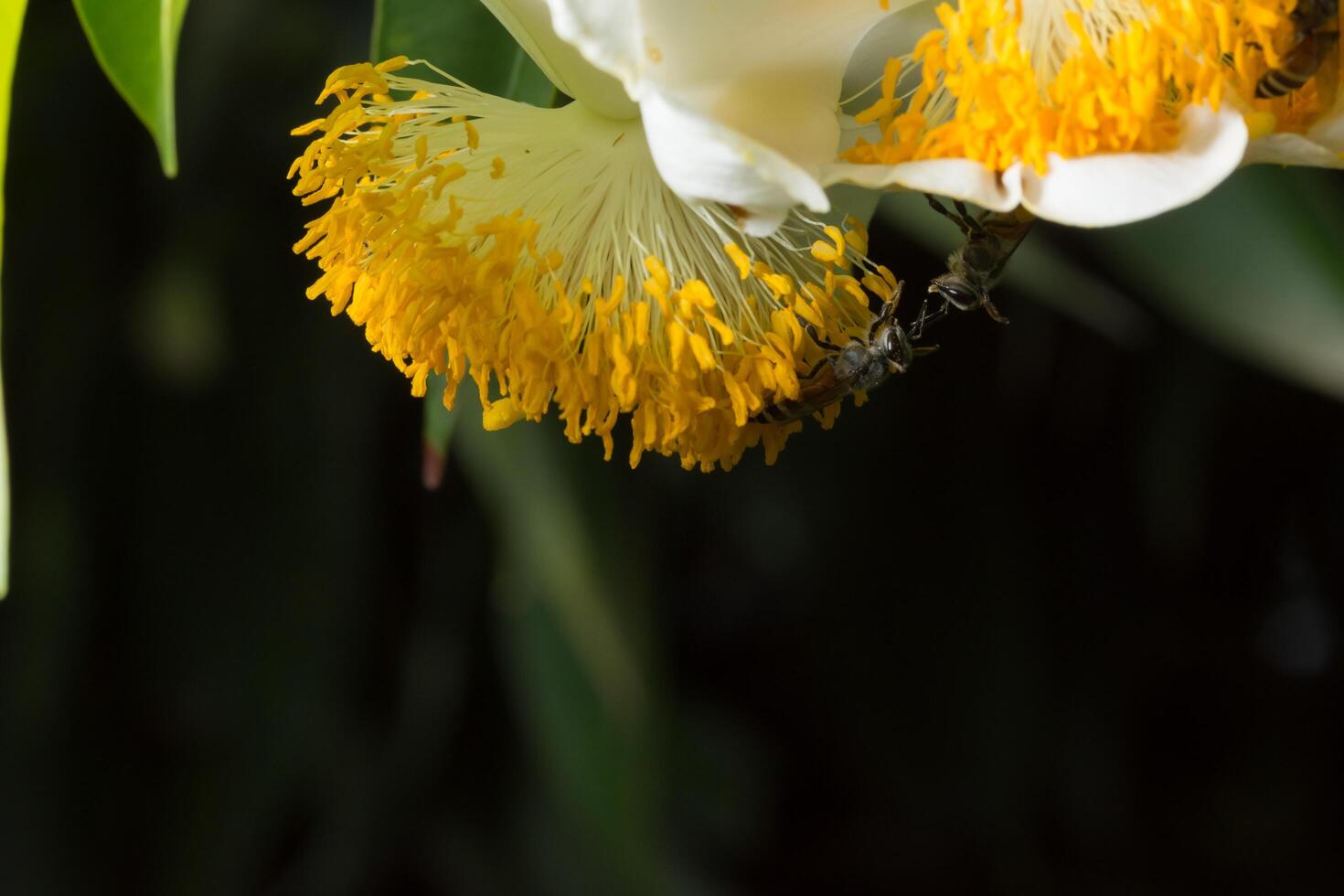 api su un fiore giallo foto