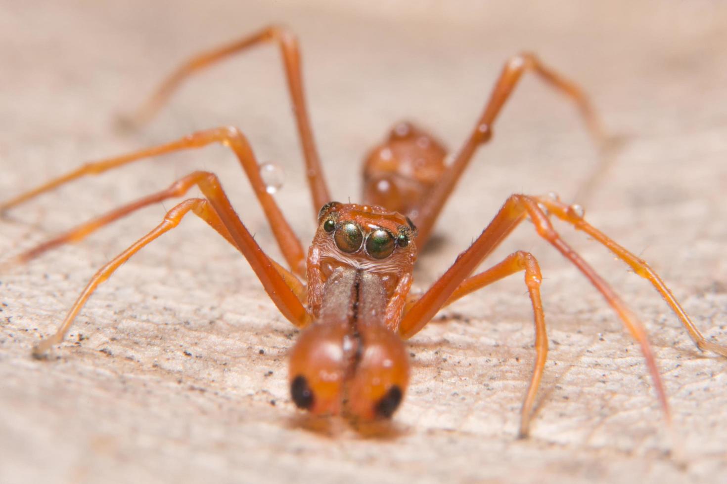 primo piano del ragno simile a una formica foto