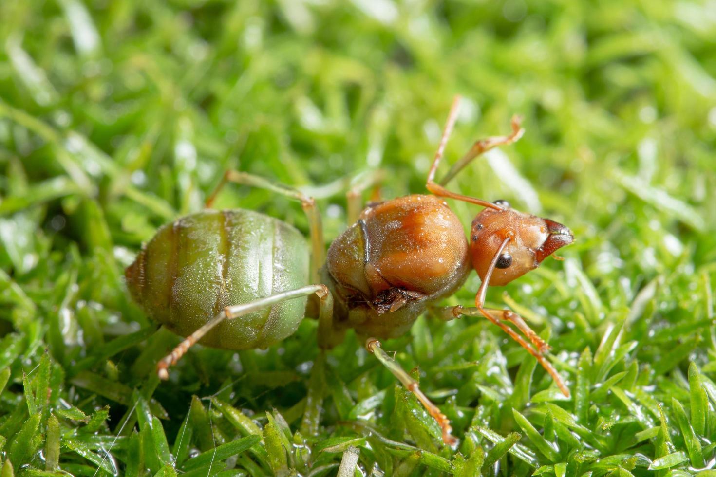 formica nell'erba foto