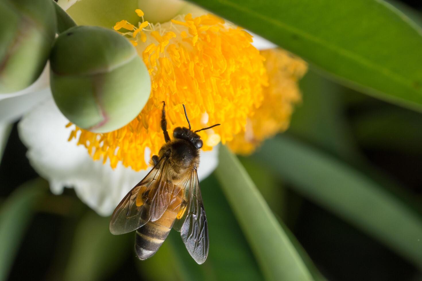 ape su un fiore foto