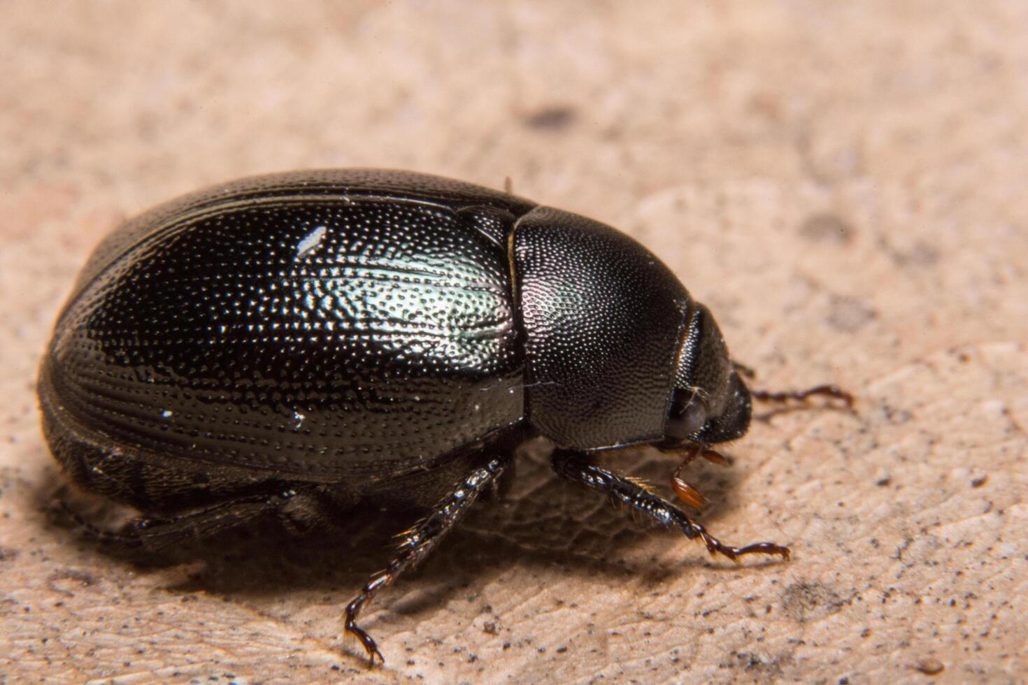 primo piano dello scarabeo stercorario foto