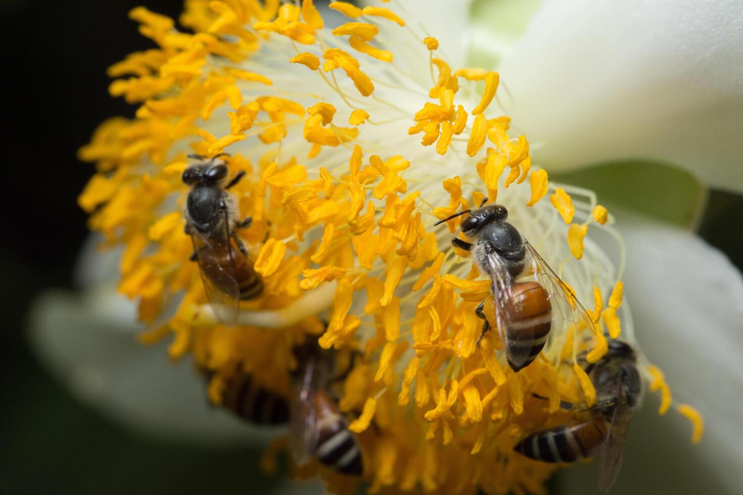 ape sul fiore foto