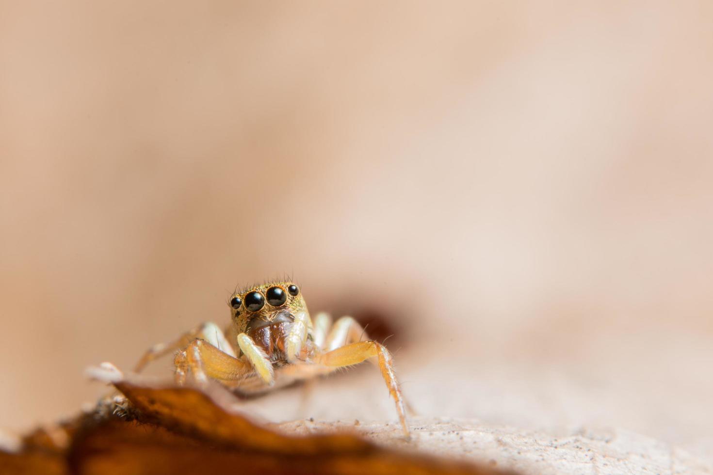 ragno su una foglia secca foto