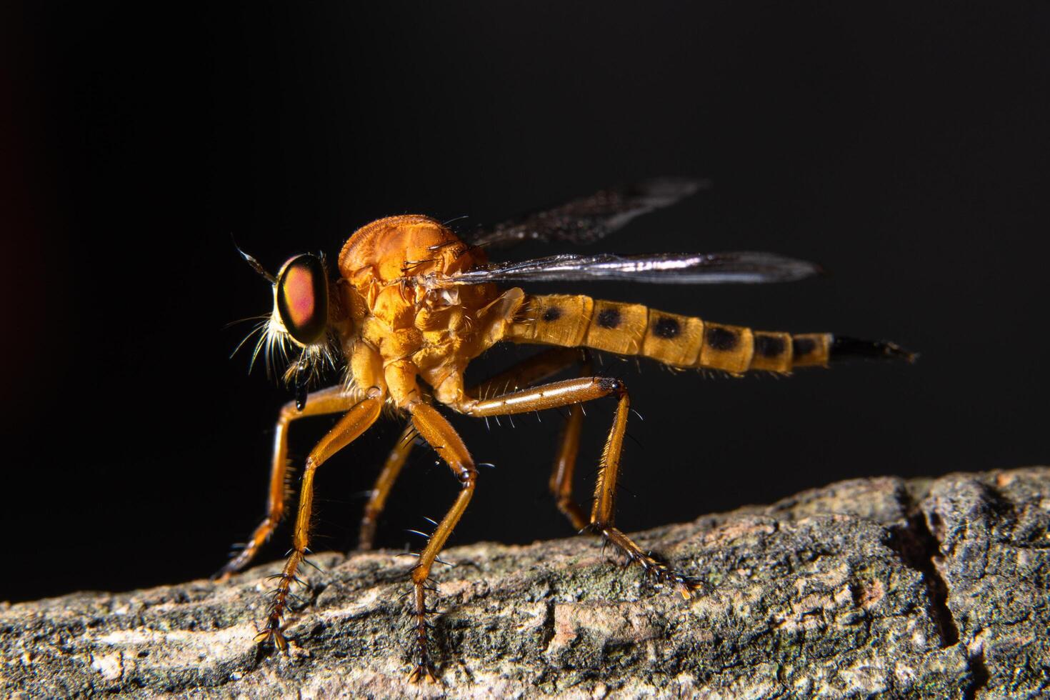 mosca rapinatrice, foto macro