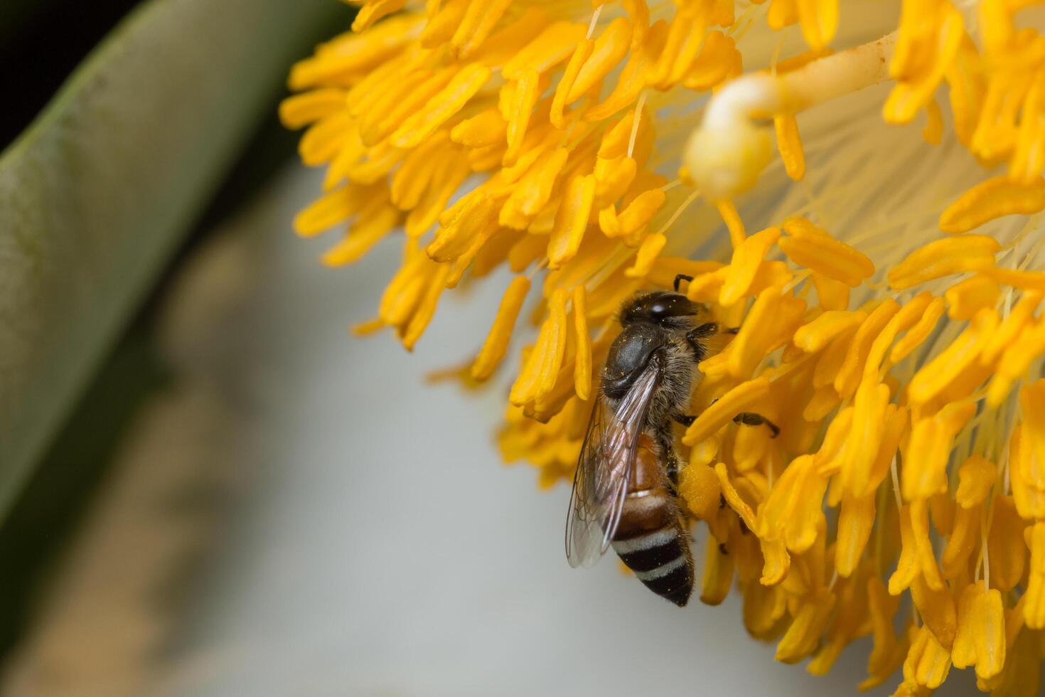 ape su un fiore giallo foto