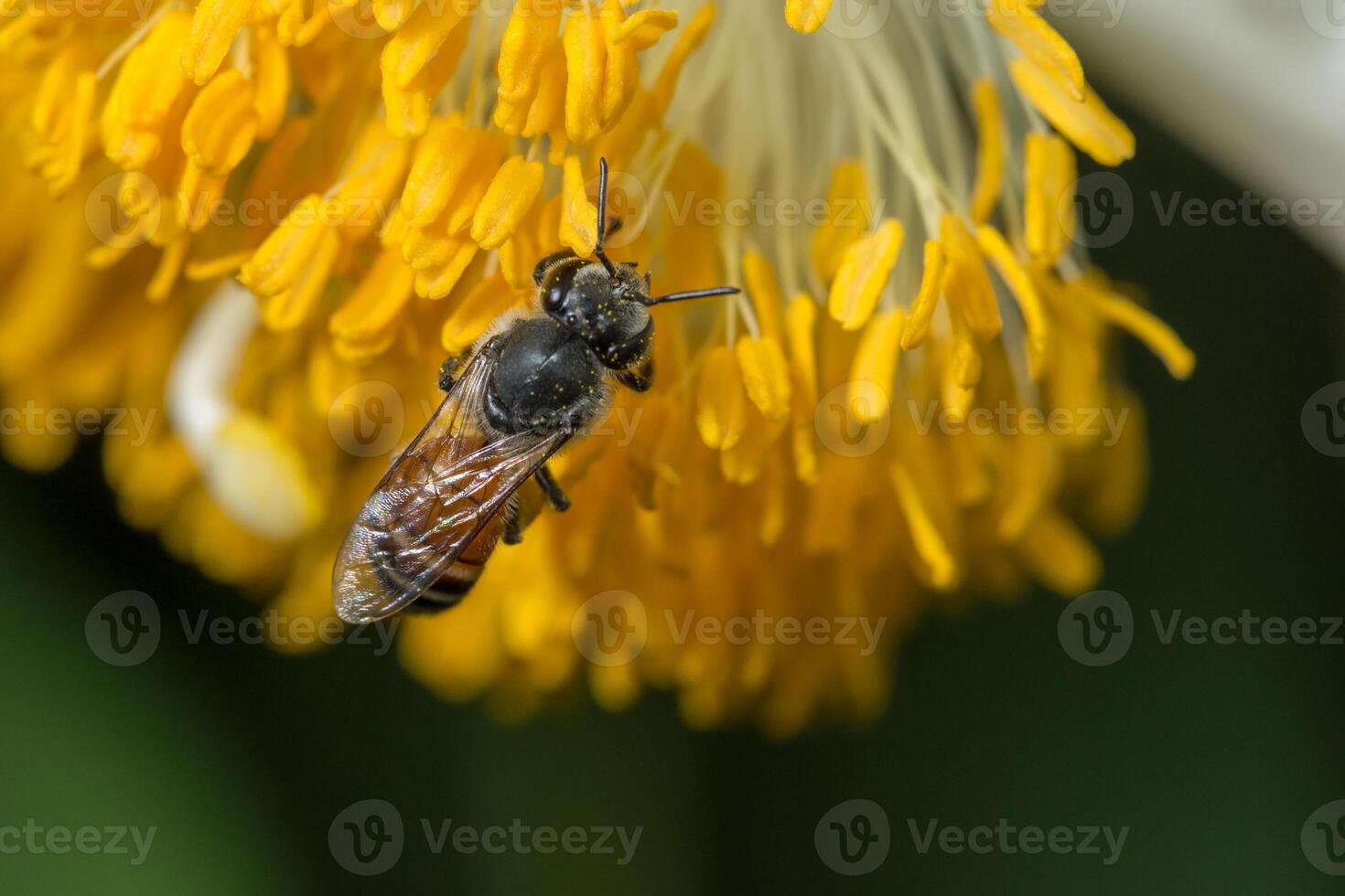 ape su un fiore giallo foto