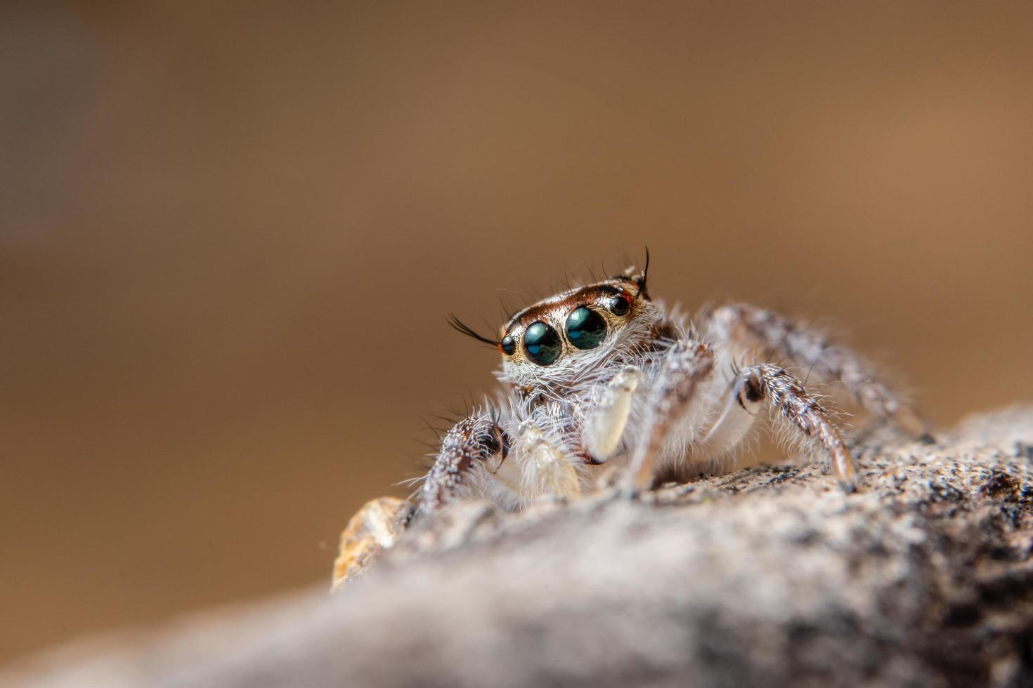 ragno su una foglia secca foto