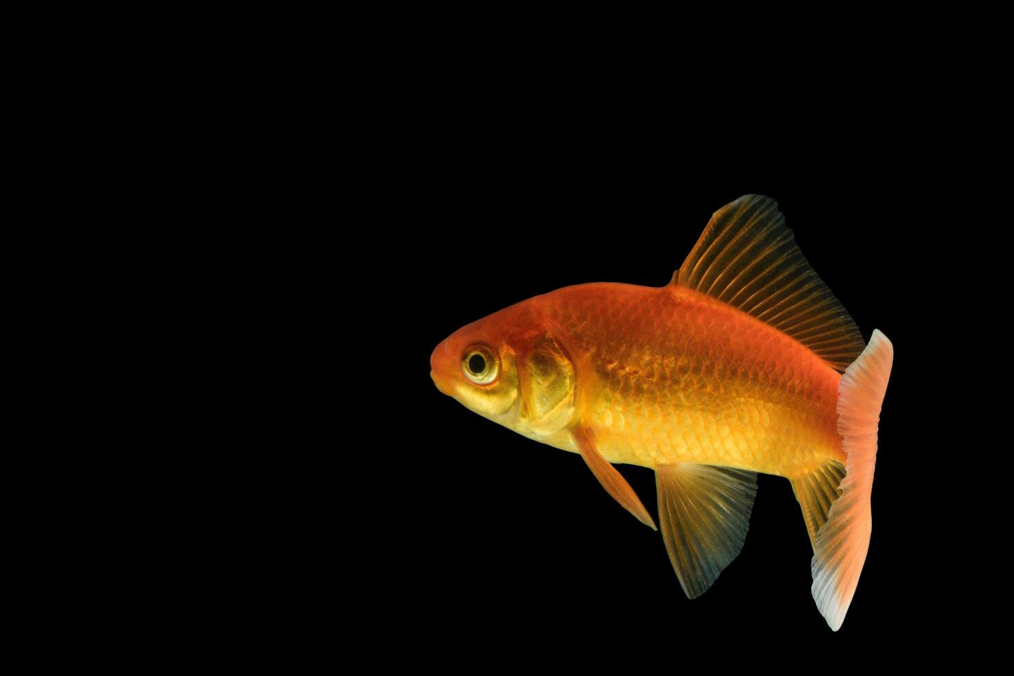 carpa pesce d'oro su sfondo nero foto