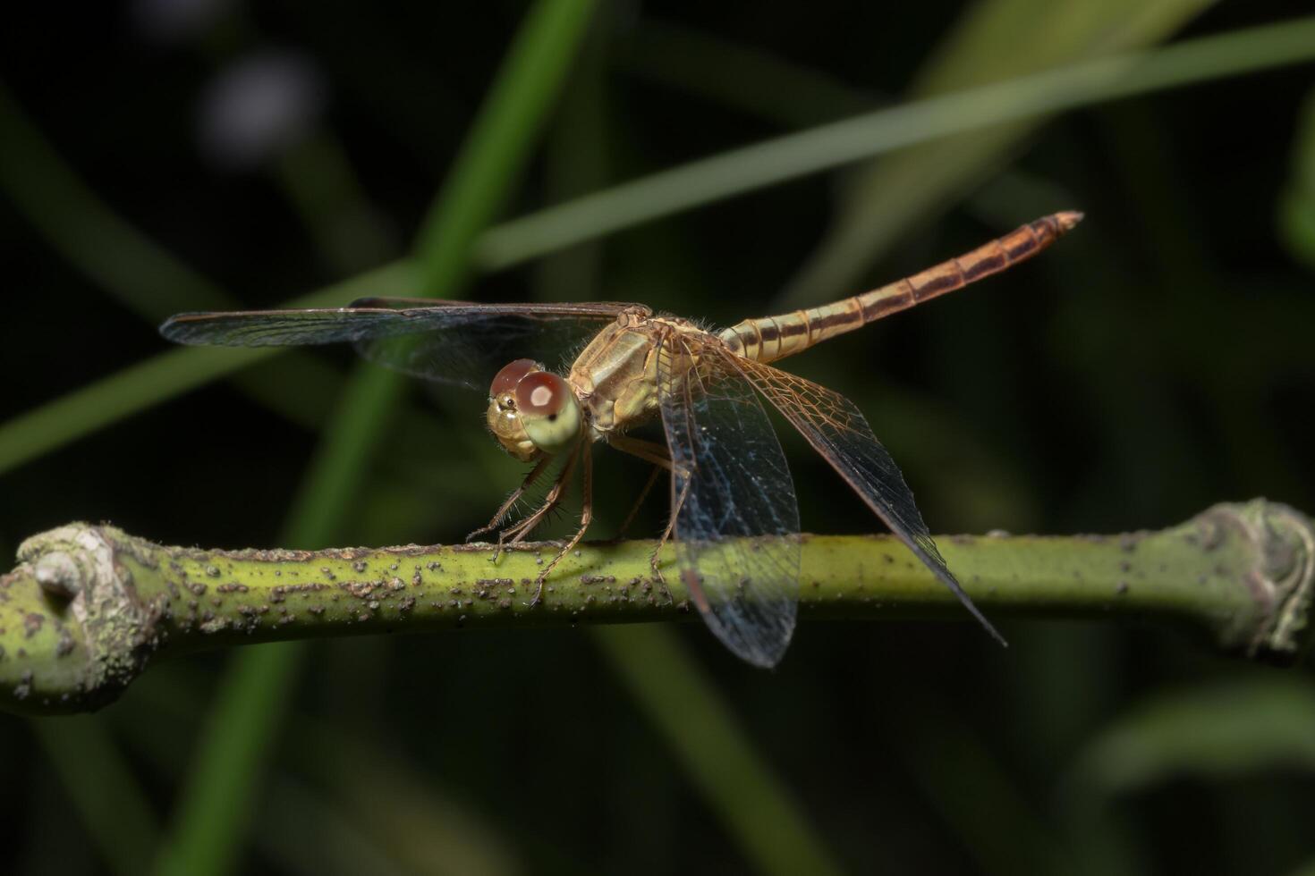 primo piano di una libellula foto