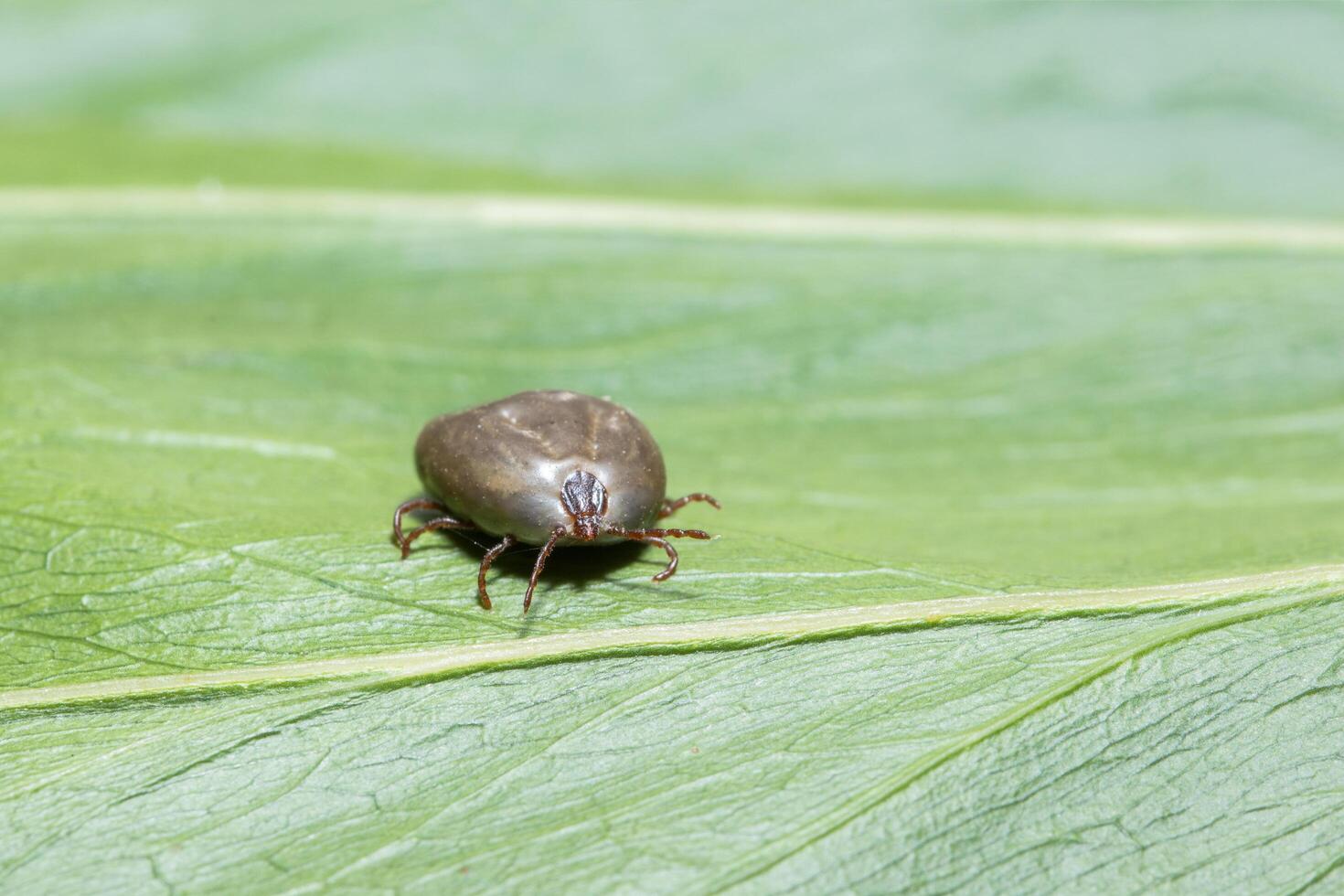 haemaphysalis longicornis su una foglia foto